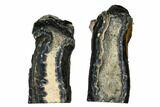 Mammoth Molar Slice with Case - South Carolina #165120-1